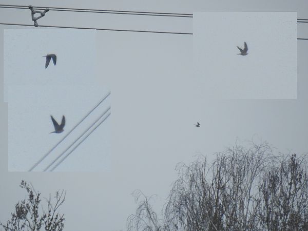 drzemlik  - Samuel Odrzykoski