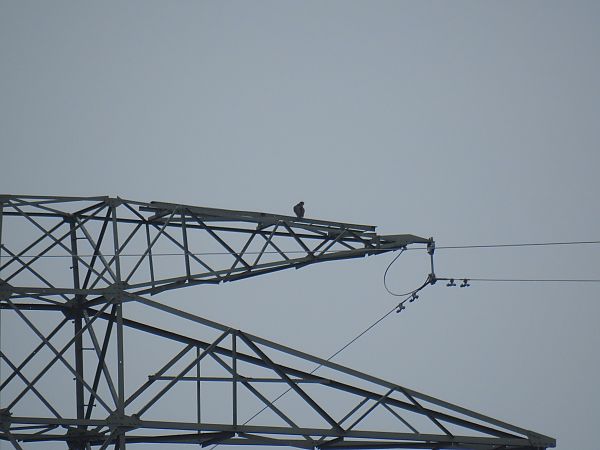 sokół wędrowny  - Samuel Odrzykoski