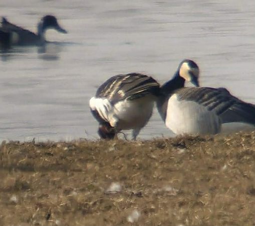 Rothalsgans  - Maciej Gierszewski