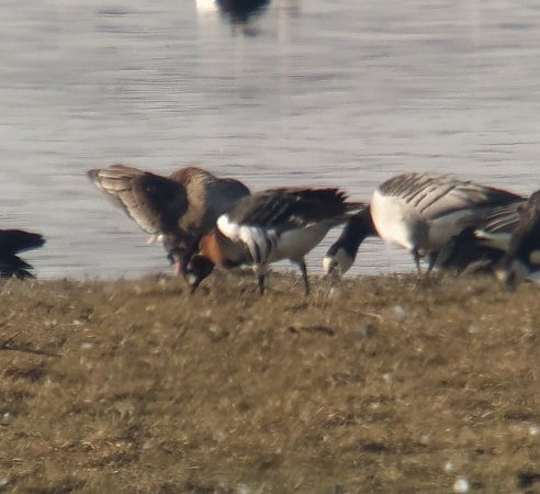Bernache à cou roux  - Maciej Gierszewski