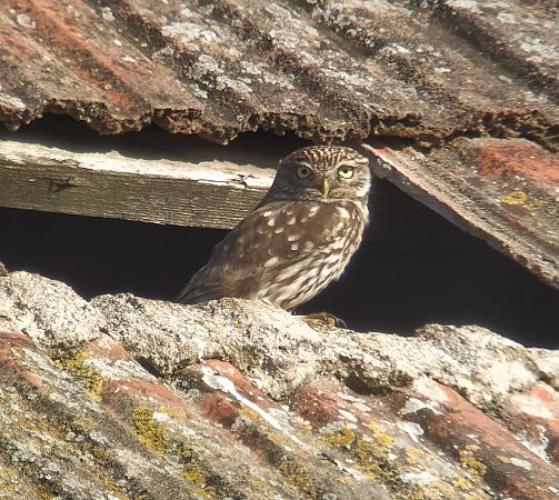 Steinkauz  - Maciej Gierszewski