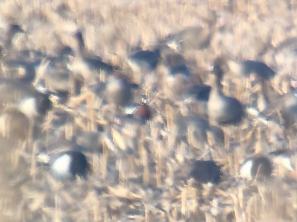 bernikla rdzawoszyja  - Maciej Gierszewski