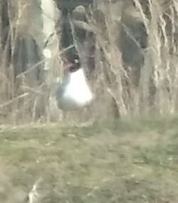 mewa czarnogłowa  - Marcin Skoczek