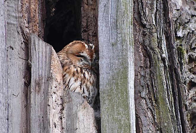 puszczyk  - Hanna Żelichowska