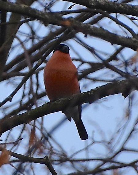 Gimpel  - Hanna Żelichowska