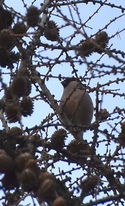 Gimpel  - Hanna Żelichowska