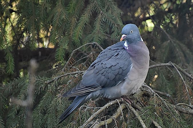 grzywacz  - Hanna Żelichowska