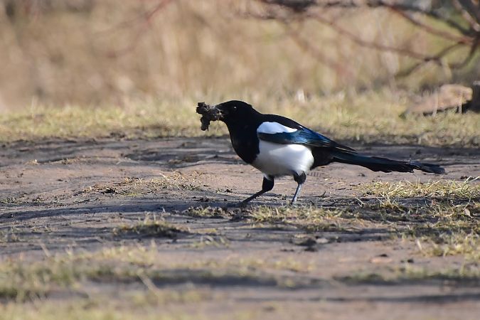 sroka  - Hanna Żelichowska