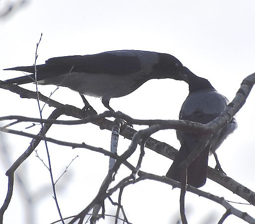 wrona (siwa, ssp. cornix)  - Hanna Żelichowska
