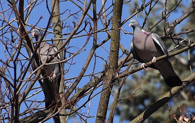 grzywacz  - Hanna Żelichowska