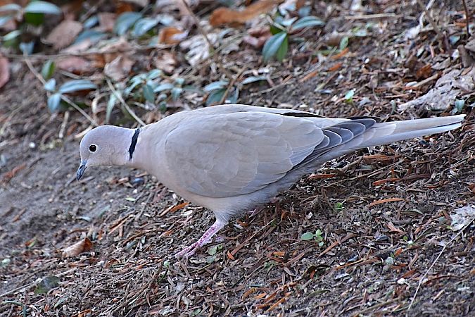 sierpówka  - Hanna Żelichowska