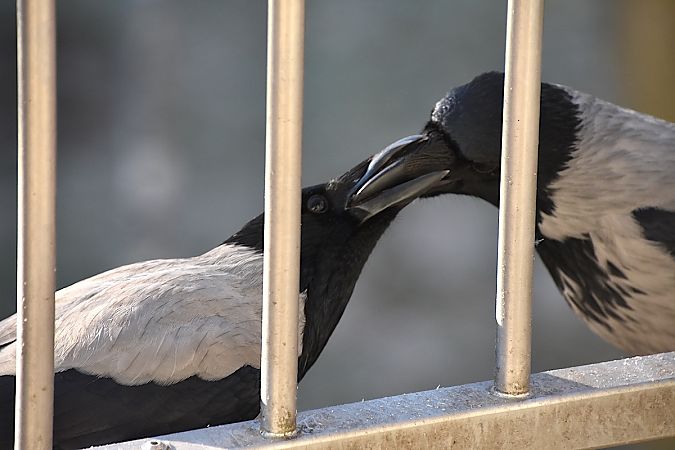 wrona (siwa, ssp. cornix)  - Hanna Żelichowska