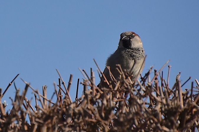 wróbel  - Hanna Żelichowska