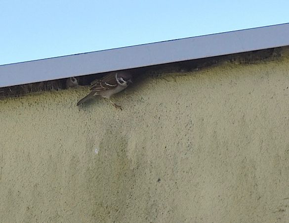 mazurek  - Hanna Żelichowska