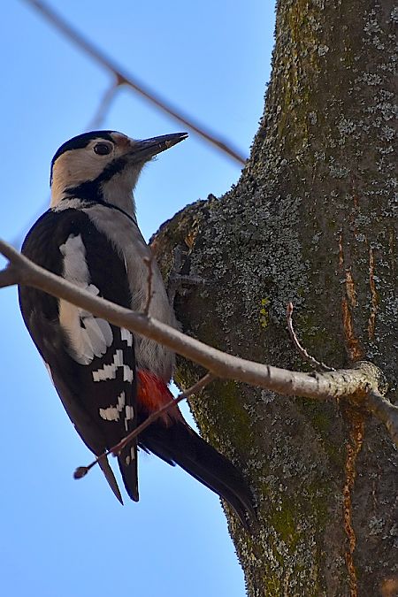 dzięcioł białoszyi  - Hanna Żelichowska