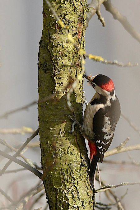 dzięcioł białoszyi  - Hanna Żelichowska
