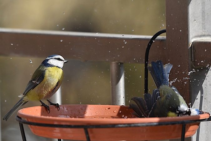 modraszka  - Hanna Żelichowska