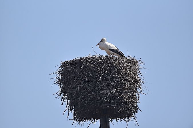 bocian biały  - Hanna Żelichowska