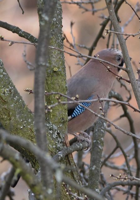 sójka  - Hanna Żelichowska