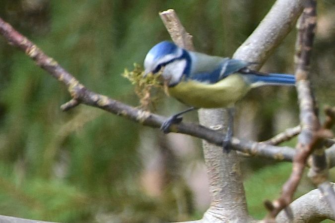 modraszka  - Hanna Żelichowska