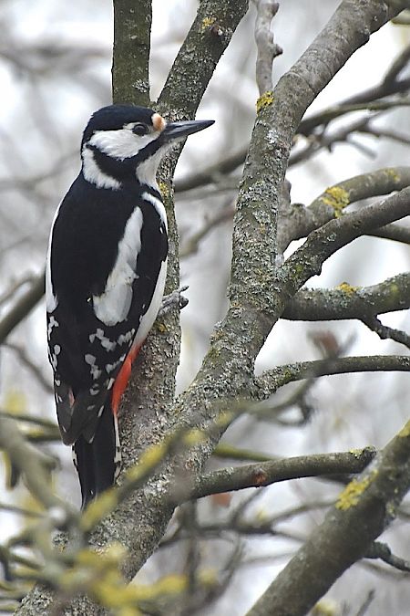 dzięcioł duży  - Hanna Żelichowska