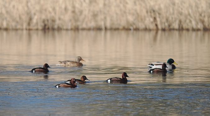 Fuligule nyroca  - Mariusz Dąbek