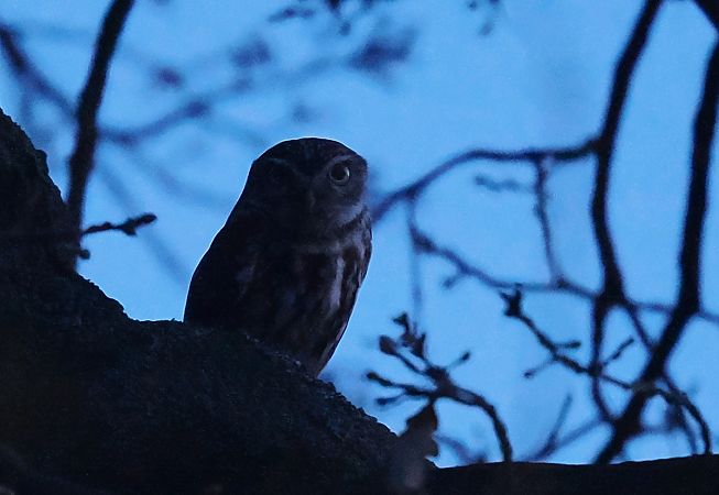 pójdźka  - Mariusz Dąbek