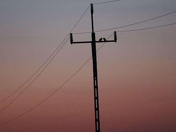 Steinkauz  - Mariusz Dąbek