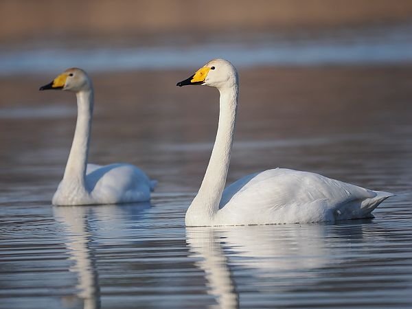 łabędź krzykliwy  - Mariusz Dąbek