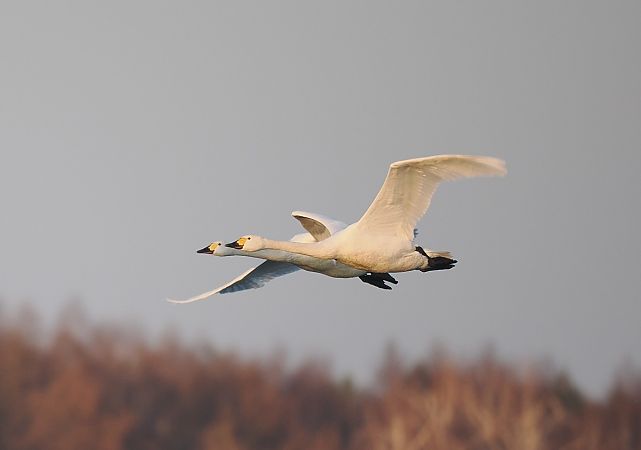 łabędź czarnodzioby  - Mariusz Dąbek