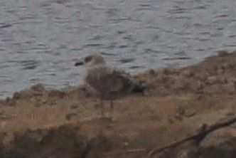 Mittelmeermöwe  - Mariusz Dąbek