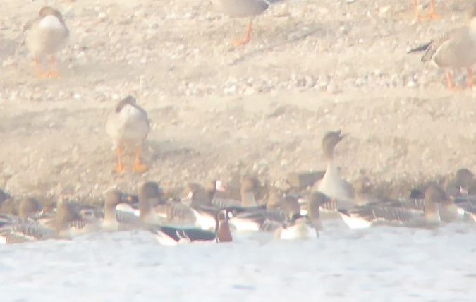 bernikla rdzawoszyja  - Mariusz Dąbek