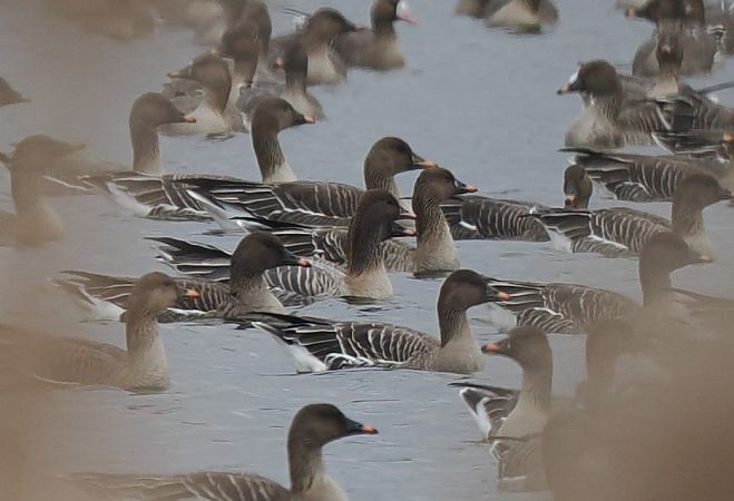 gęś krótkodzioba  - Mariusz Dąbek