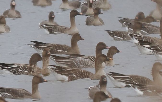 Kurzschnabelgans  - Mariusz Dąbek