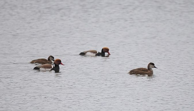 hełmiatka  - Mariusz Dąbek