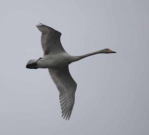 łabędź krzykliwy  - Mariusz Dąbek