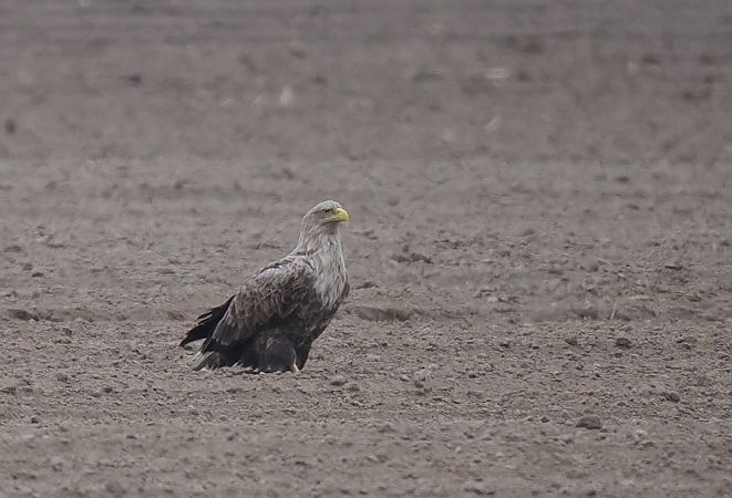 bielik  - Mariusz Dąbek