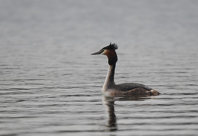 perkoz dwuczuby  - Mariusz Dąbek