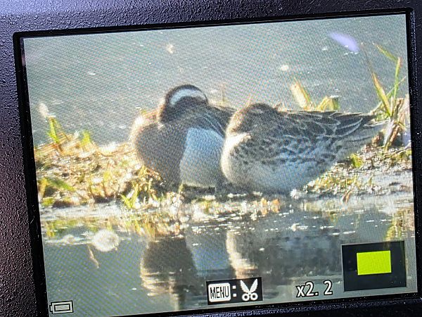 cyranka  - Robert Locman