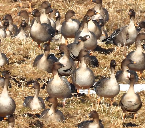 Kurzschnabelgans  - Robert Locman