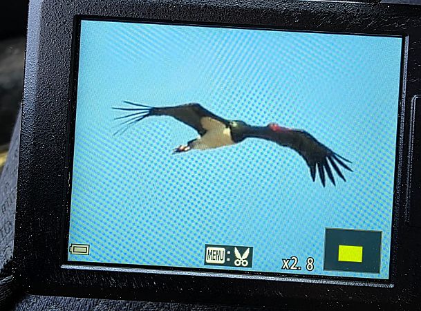 bocian czarny  - Robert Locman