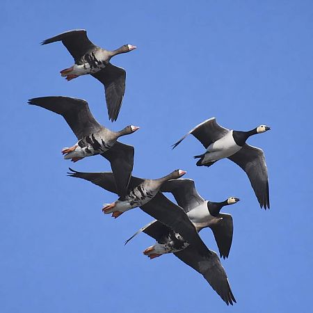 Bernache nonnette  - Małgorzata Kiżewska