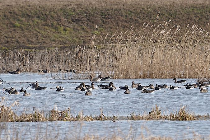 bernikla białolica  - Michal Ostant