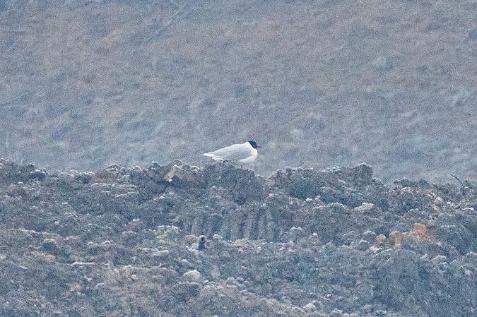 Schwarzkopfmöwe  - Katarzyna Kmieć-Kwasek