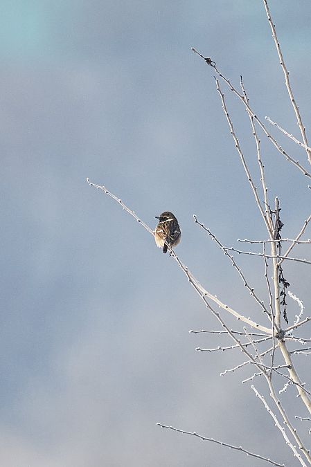 Schwarzkehlchen  - Katarzyna Kmieć-Kwasek