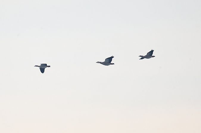 gęsiówka egipska  - Katarzyna Kmieć-Kwasek