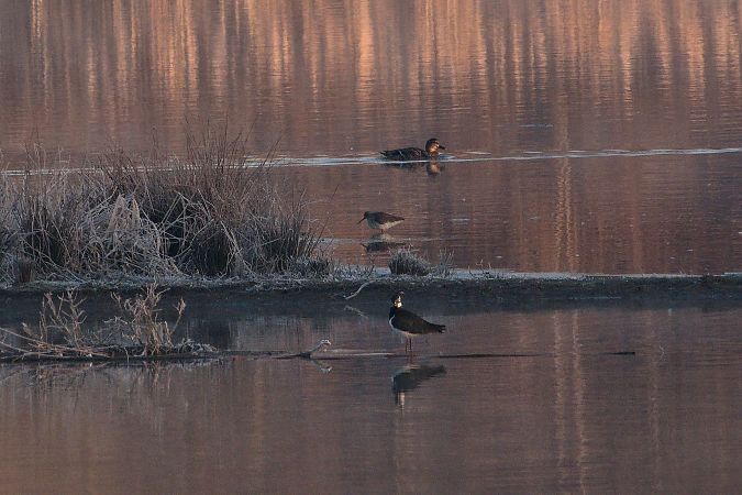 krwawodziób  - Katarzyna Kmieć-Kwasek