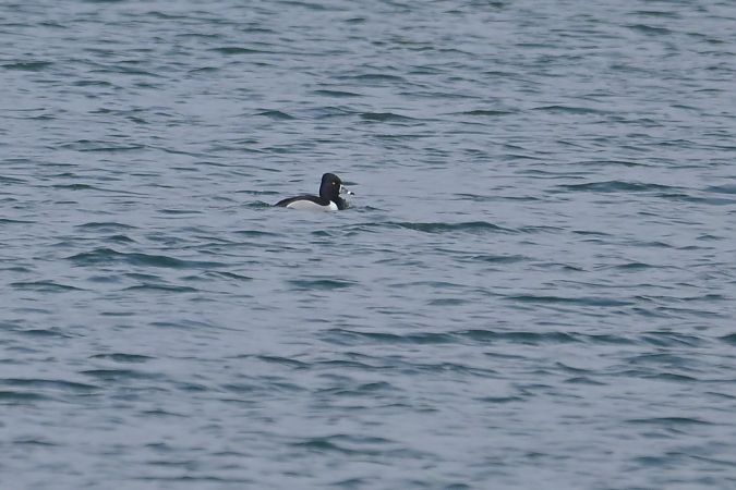 czerniczka  - Piotr Kunowski