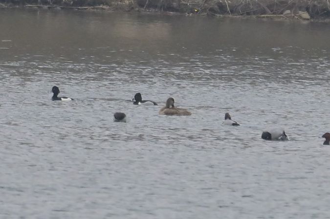 hełmiatka  - Piotr Kunowski