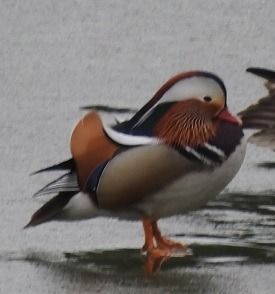 mandarynka  - Janusz Maliczak